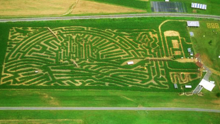 A corn maze being built, as seen from above