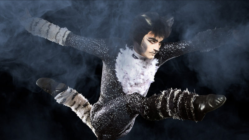 So You Think You Can Dance... Cats?