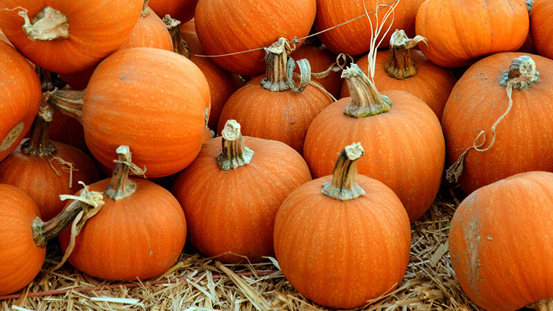 Fall guide 1200x450